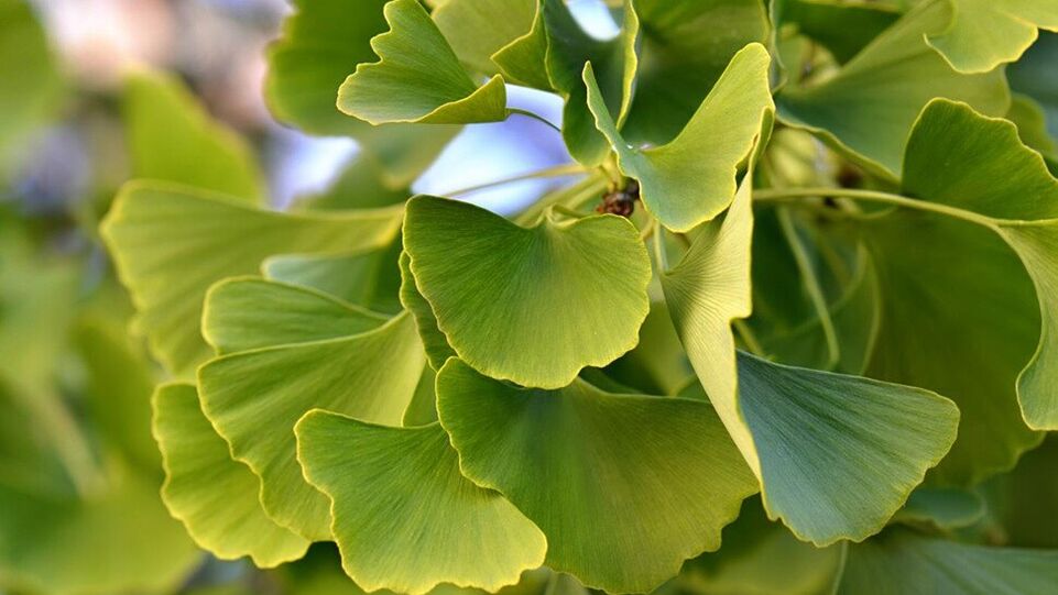 Ginkgo Biloba w Insunol